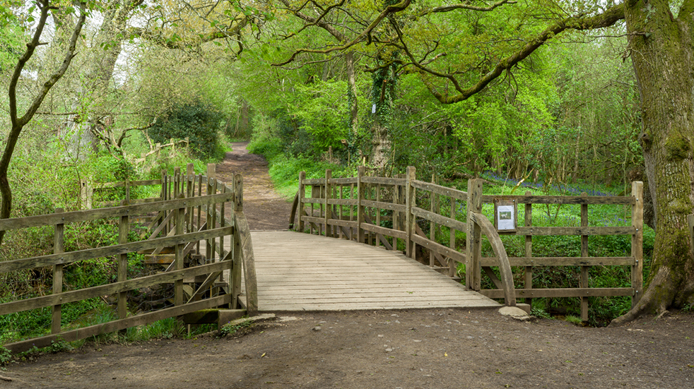 Best free days out in Sussex - Pooh Sticks in Ashdown Forest
